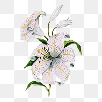 Lilies flower png sticker, watercolor illustration, digitally enhanced from our own original copy of The Open Door to Independence (1915) by Thomas E. Hill.