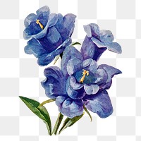 Canterbury Bell flower png sticker, watercolor illustration, digitally enhanced from our own original copy of The Open Door to Independence (1915) by Thomas E. Hill.