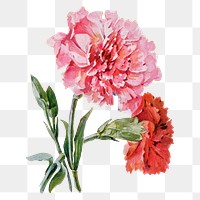 Carnation flower png sticker, watercolor illustration, digitally enhanced from our own original copy of The Open Door to Independence (1915) by Thomas E. Hill.