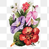 Climbers flower png sticker, watercolor illustration, digitally enhanced from our own original copy of The Open Door to Independence (1915) by Thomas E. Hill.