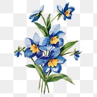 Clintonia flower png sticker, watercolor illustration, digitally enhanced from our own original copy of The Open Door to Independence (1915) by Thomas E. Hill.