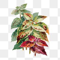 Coleus flower png sticker, watercolor illustration, digitally enhanced from our own original copy of The Open Door to Independence (1915) by Thomas E. Hill.