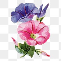 Convolvulus flower png sticker, watercolor illustration, digitally enhanced from our own original copy of The Open Door to Independence (1915) by Thomas E. Hill.