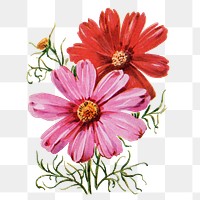 Cosmos flower png sticker, watercolor illustration, digitally enhanced from our own original copy of The Open Door to Independence (1915) by Thomas E. Hill.