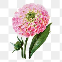 Dahlia flower png sticker, watercolor illustration, digitally enhanced from our own original copy of The Open Door to Independence (1915) by Thomas E. Hill.