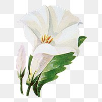 Datura flower png sticker, watercolor illustration, digitally enhanced from our own original copy of The Open Door to Independence (1915) by Thomas E. Hill.