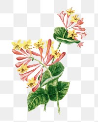 Honeysuckle flower png sticker, watercolor illustration, digitally enhanced from our own original copy of The Open Door to Independence (1915) by Thomas E. Hill.