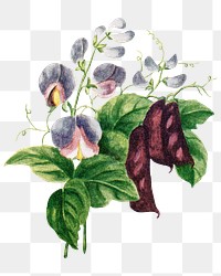 Hyacinth Bean flower png sticker, watercolor illustration, digitally enhanced from our own original copy of The Open Door to Independence (1915) by Thomas E. Hill.