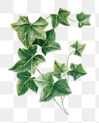 Ivy png clip art, vintage watercolor graphic, digitally enhanced from our own original copy of The Open Door to Independence (1915) by Thomas E. Hill.