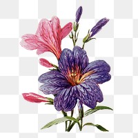 Salpiglossis flower png sticker, watercolor illustration, digitally enhanced from our own original copy of The Open Door to Independence (1915) by Thomas E. Hill.