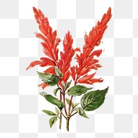 Salvia flower png sticker, watercolor illustration, digitally enhanced from our own original copy of The Open Door to Independence (1915) by Thomas E. Hill.