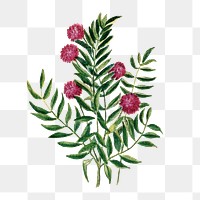 Sensitive plant flower png sticker, watercolor illustration, digitally enhanced from our own original copy of The Open Door to Independence (1915) by Thomas E. Hill.