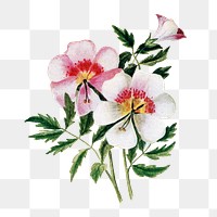 Schizanthus flower png sticker, watercolor illustration, digitally enhanced from our own original copy of The Open Door to Independence (1915) by Thomas E. Hill.