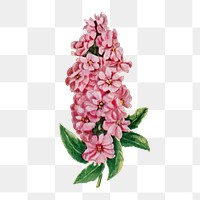 Stock flower png sticker, watercolor illustration, digitally enhanced from our own original copy of The Open Door to Independence (1915) by Thomas E. Hill.