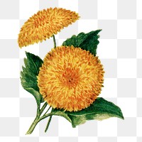 Sunflower png sticker, watercolor illustration, digitally enhanced from our own original copy of The Open Door to Independence (1915) by Thomas E. Hill.