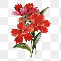 Lynchnis flower png sticker, watercolor illustration, digitally enhanced from our own original copy of The Open Door to Independence (1915) by Thomas E. Hill.