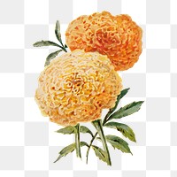 Marigold flower png sticker, watercolor illustration, digitally enhanced from our own original copy of The Open Door to Independence (1915) by Thomas E. Hill.