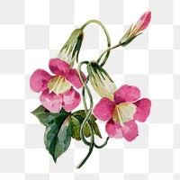 Maurandia flower png sticker, watercolor illustration, digitally enhanced from our own original copy of The Open Door to Independence (1915) by Thomas E. Hill.