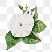 Moon flower png sticker, watercolor illustration, digitally enhanced from our own original copy of The Open Door to Independence (1915) by Thomas E. Hill.