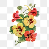 Nasturtium flower png sticker, watercolor illustration, digitally enhanced from our own original copy of The Open Door to Independence (1915) by Thomas E. Hill.