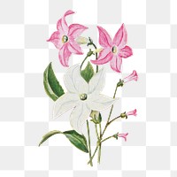 Nicotiana flower png sticker, watercolor illustration, digitally enhanced from our own original copy of The Open Door to Independence (1915) by Thomas E. Hill.