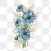 Nigella flower png sticker, watercolor illustration, digitally enhanced from our own original copy of The Open Door to Independence (1915) by Thomas E. Hill.