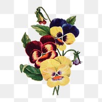 Pansy flower png sticker, watercolor illustration, digitally enhanced from our own original copy of The Open Door to Independence (1915) by Thomas E. Hill.