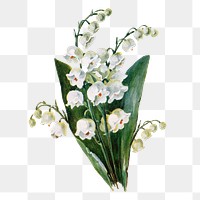 Lily of the valley flower png sticker, watercolor illustration, digitally enhanced from our own original copy of The Open Door to Independence (1915) by Thomas E. Hill.