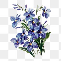Lobelia flower png sticker, watercolor illustration, digitally enhanced from our own original copy of The Open Door to Independence (1915) by Thomas E. Hill.