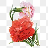 Pinks flower png sticker, watercolor illustration, digitally enhanced from our own original copy of The Open Door to Independence (1915) by Thomas E. Hill.