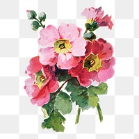 Primula flower png sticker, watercolor illustration, digitally enhanced from our own original copy of The Open Door to Independence (1915) by Thomas E. Hill.