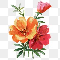 Portulaca flower png sticker, watercolor illustration, digitally enhanced from our own original copy of The Open Door to Independence (1915) by Thomas E. Hill.