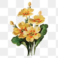 Primrose flower png sticker, watercolor illustration, digitally enhanced from our own original copy of The Open Door to Independence (1915) by Thomas E. Hill.