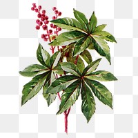 Ricinus flower png sticker, watercolor illustration, digitally enhanced from our own original copy of The Open Door to Independence (1915) by Thomas E. Hill.