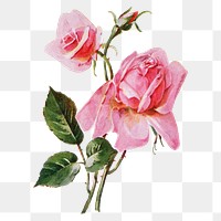 Rose flower png sticker, watercolor illustration, digitally enhanced from our own original copy of The Open Door to Independence (1915) by Thomas E. Hill.