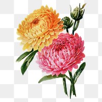 Helichrysum flower png sticker, watercolor illustration, digitally enhanced from our own original copy of The Open Door to Independence (1915) by Thomas E. Hill.