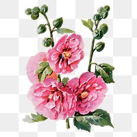 Hollyhock flower png sticker, watercolor illustration, digitally enhanced from our own original copy of The Open Door to Independence (1915) by Thomas E. Hill.