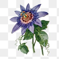 Passion flower png sticker, watercolor illustration, digitally enhanced from our own original copy of The Open Door to Independence (1915) by Thomas E. Hill.