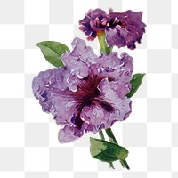 Petunia flower png sticker, watercolor illustration, digitally enhanced from our own original copy of The Open Door to Independence (1915) by Thomas E. Hill.