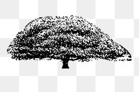 Tree sticker png, black ink drawing, digitally enhanced from our own original copy of The Open Door to Independence (1915) by Thomas E. Hill.