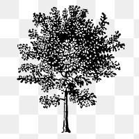Tree png clip art, hand drawn illustration, digitally enhanced from our own original copy of The Open Door to Independence (1915) by Thomas E. Hill.