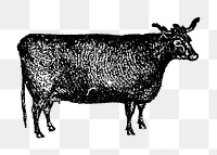 Cow sticker png, black ink drawing, digitally enhanced from our own original copy of The Open Door to Independence (1915) by Thomas E. Hill.