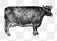 Cow sticker png, black ink drawing, digitally enhanced from our own original copy of The Open Door to Independence (1915) by Thomas E. Hill.
