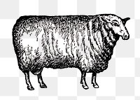 Sheep sticker png, black ink drawing, digitally enhanced from our own original copy of The Open Door to Independence (1915) by Thomas E. Hill.