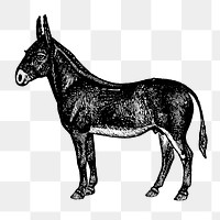 Mule sticker png, black ink drawing, digitally enhanced from our own original copy of The Open Door to Independence (1915) by Thomas E. Hill.