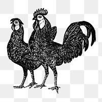 Chicken sticker png, black ink drawing, digitally enhanced from our own original copy of The Open Door to Independence (1915) by Thomas E. Hill.