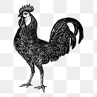 Chicken sticker png, black ink drawing, digitally enhanced from our own original copy of The Open Door to Independence (1915) by Thomas E. Hill.