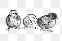 Chick sticker png, black ink drawing, digitally enhanced from our own original copy of The Open Door to Independence (1915) by Thomas E. Hill.