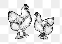 Chicken sticker png, black ink drawing, digitally enhanced from our own original copy of The Open Door to Independence (1915) by Thomas E. Hill.