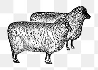 Sheep sticker png, black ink drawing, digitally enhanced from our own original copy of The Open Door to Independence (1915) by Thomas E. Hill.